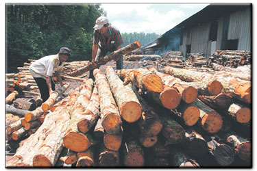 kayu arang